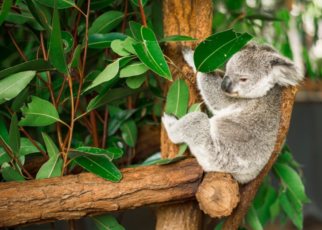 Answer #13: What is eucalyptus?